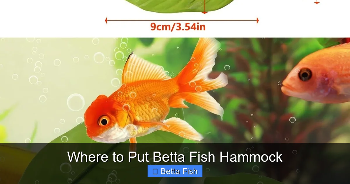 Where to Put Betta Fish Hammock