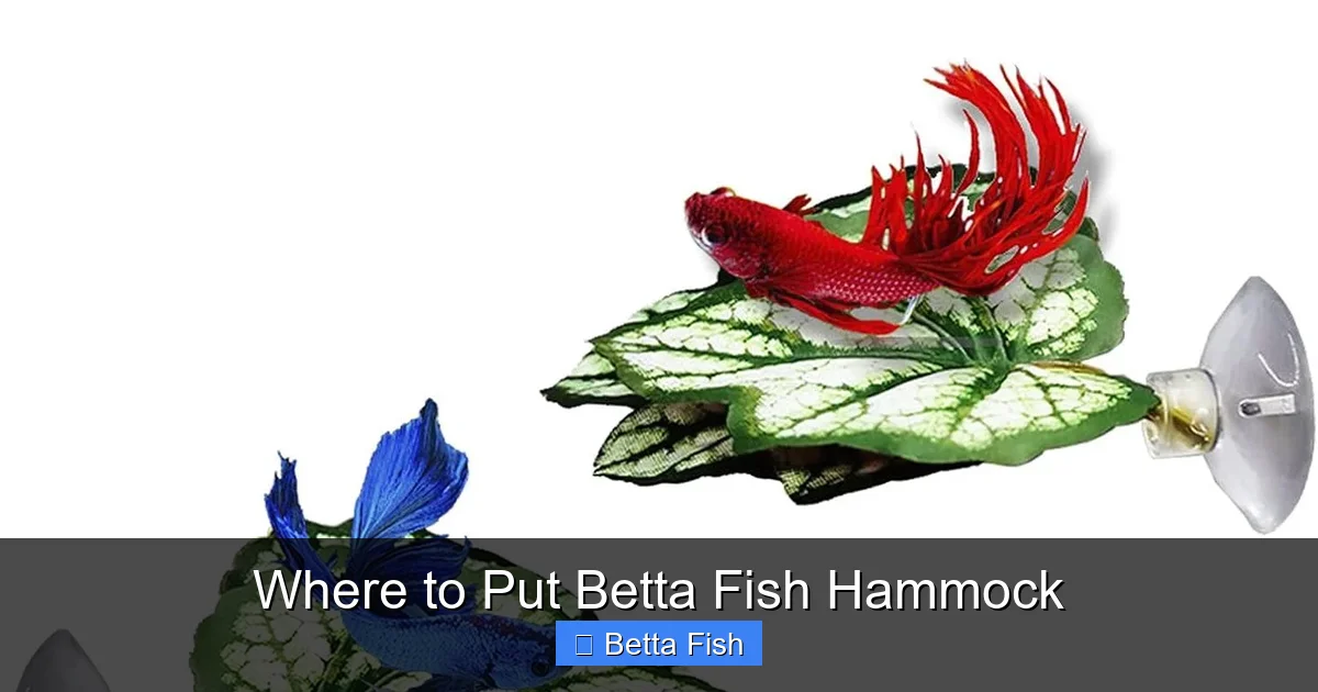 Where to Put Betta Fish Hammock
