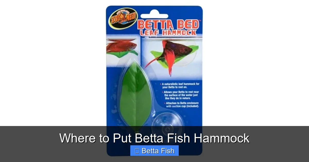 Where to Put Betta Fish Hammock
