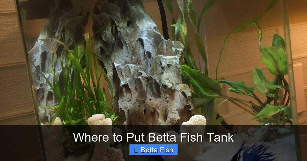 Where to Put Betta Fish Tank