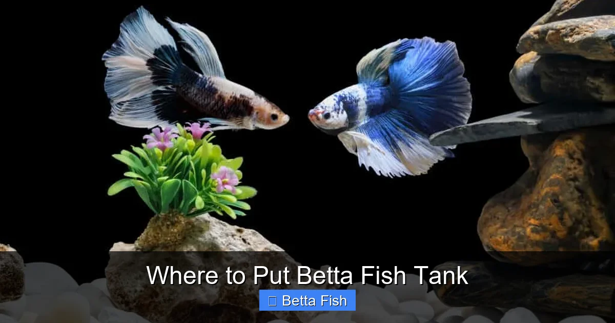 Where to Put Betta Fish Tank