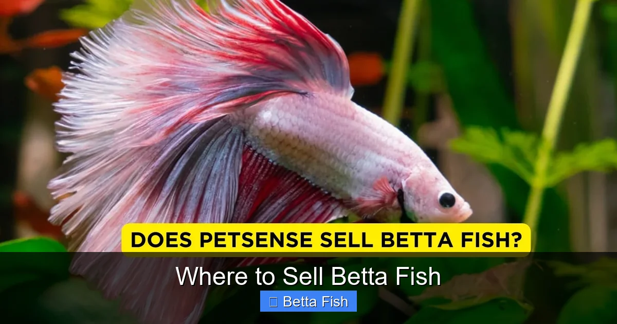 Where to Sell Betta Fish