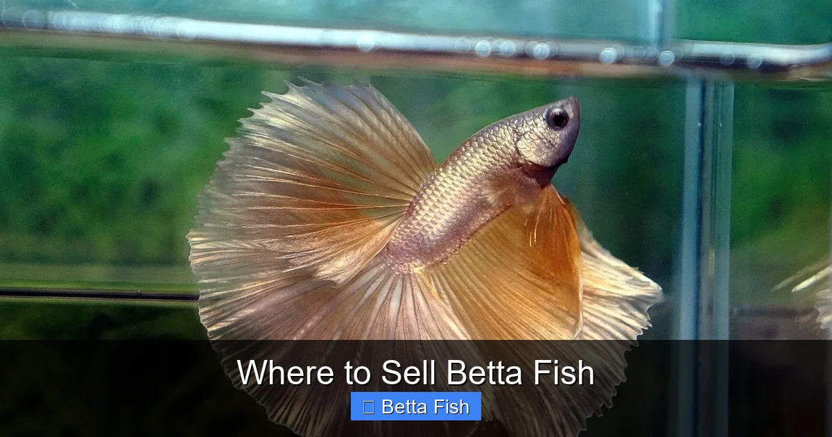 Where to Sell Betta Fish