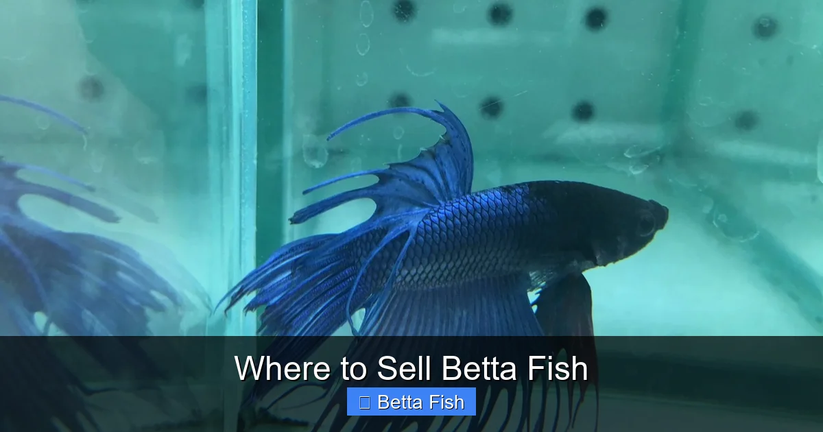 Where to Sell Betta Fish