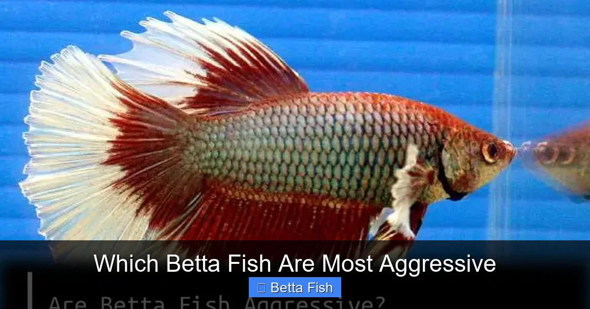 Which Betta Fish Are Most Aggressive