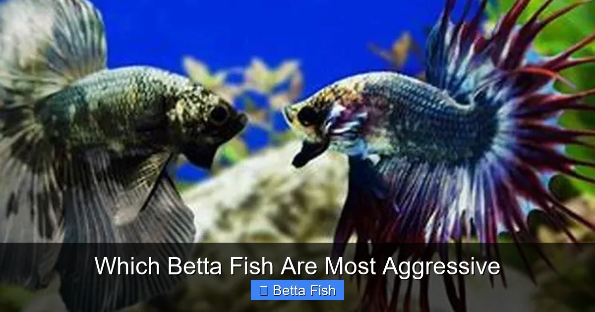 Which Betta Fish Are Most Aggressive