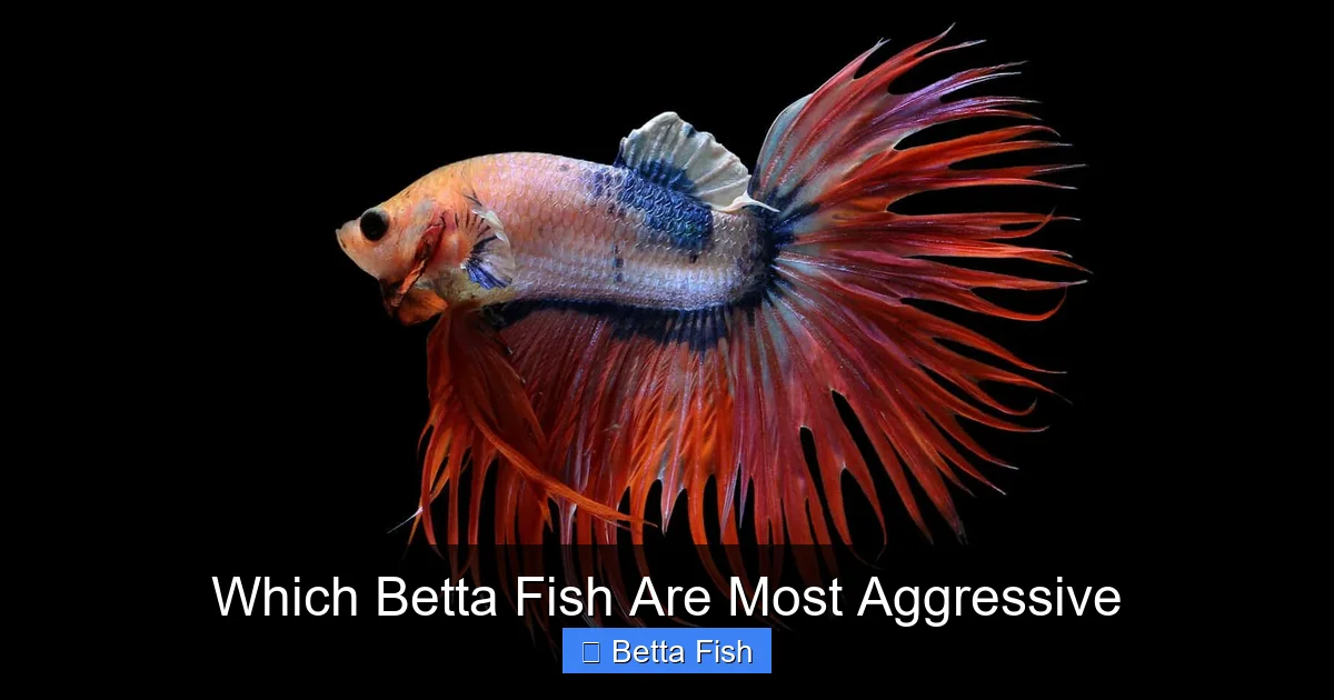 Which Betta Fish Are Most Aggressive