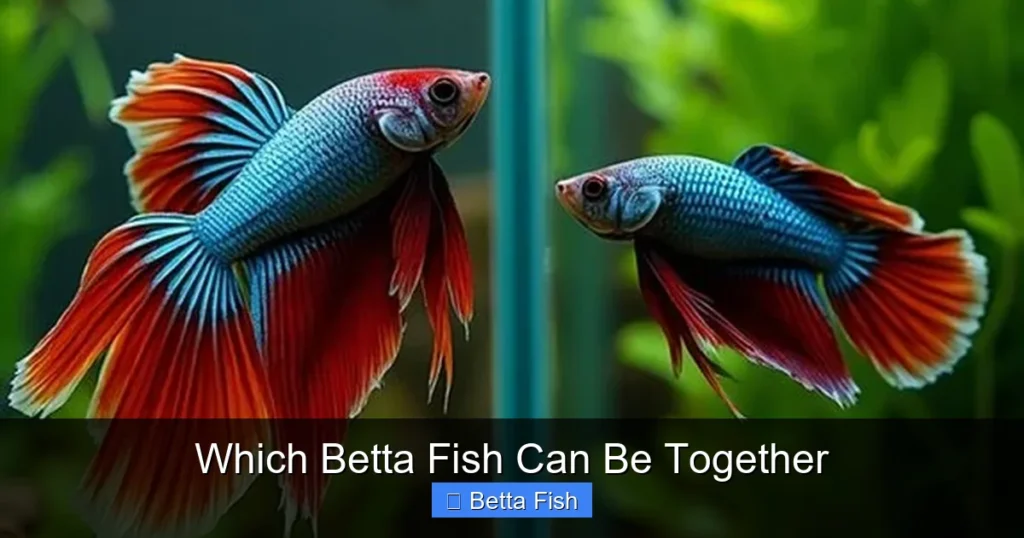 Which Betta Fish Can Be Together