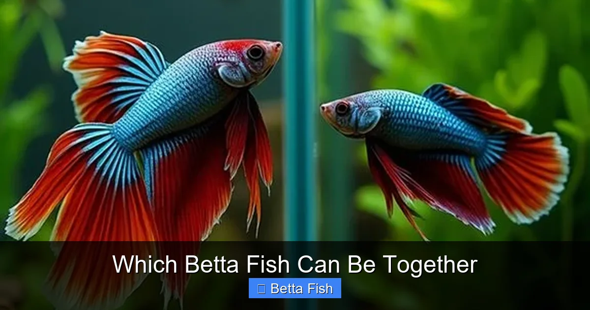 Which Betta Fish Can Be Together
