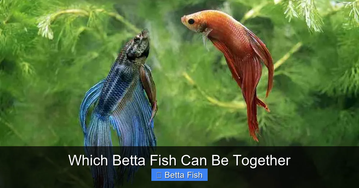 Which Betta Fish Can Be Together