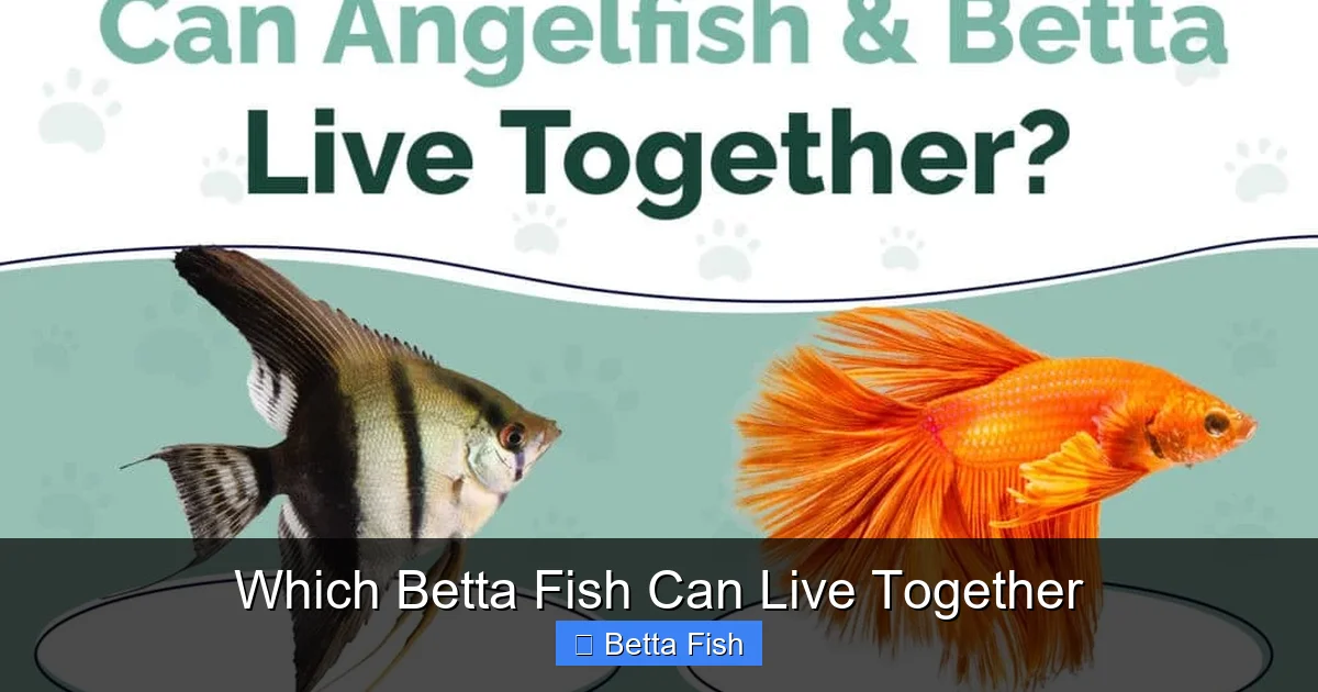 Which Betta Fish Can Live Together