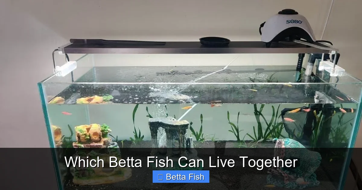 Which Betta Fish Can Live Together