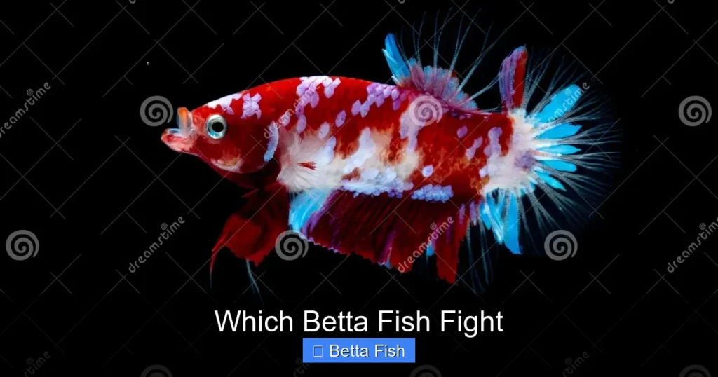 Which Betta Fish Fight