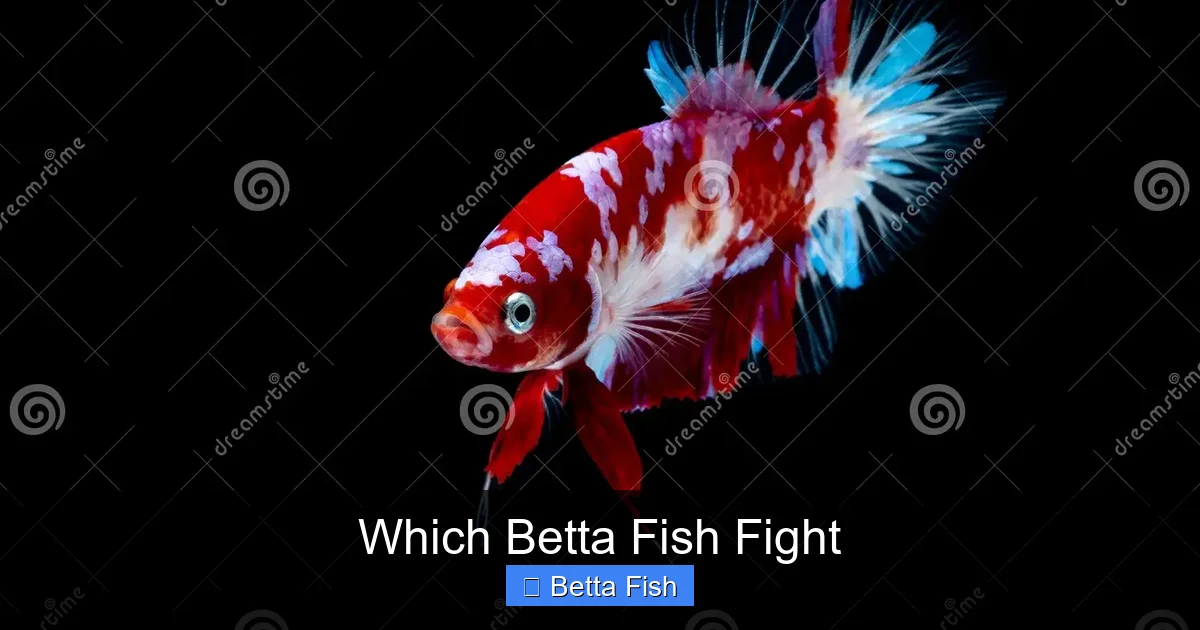 Which Betta Fish Fight
