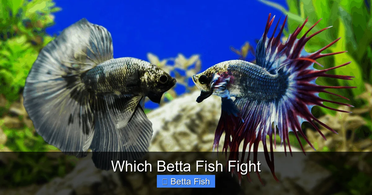 Which Betta Fish Fight