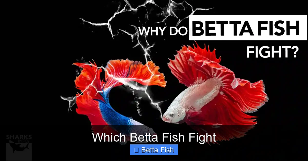 Which Betta Fish Fight