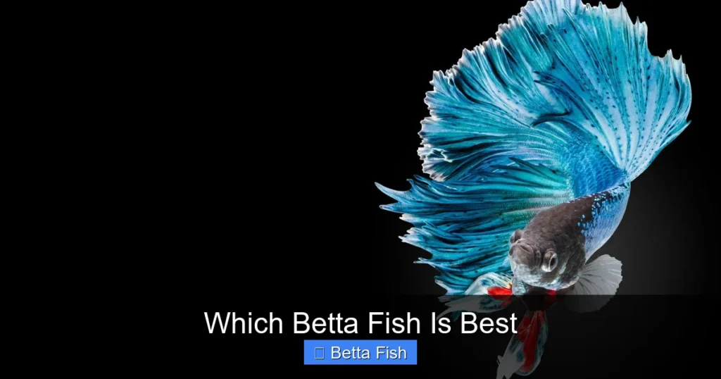 Which Betta Fish Is Best