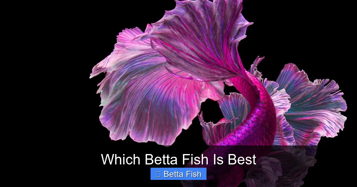 Which Betta Fish Is Best