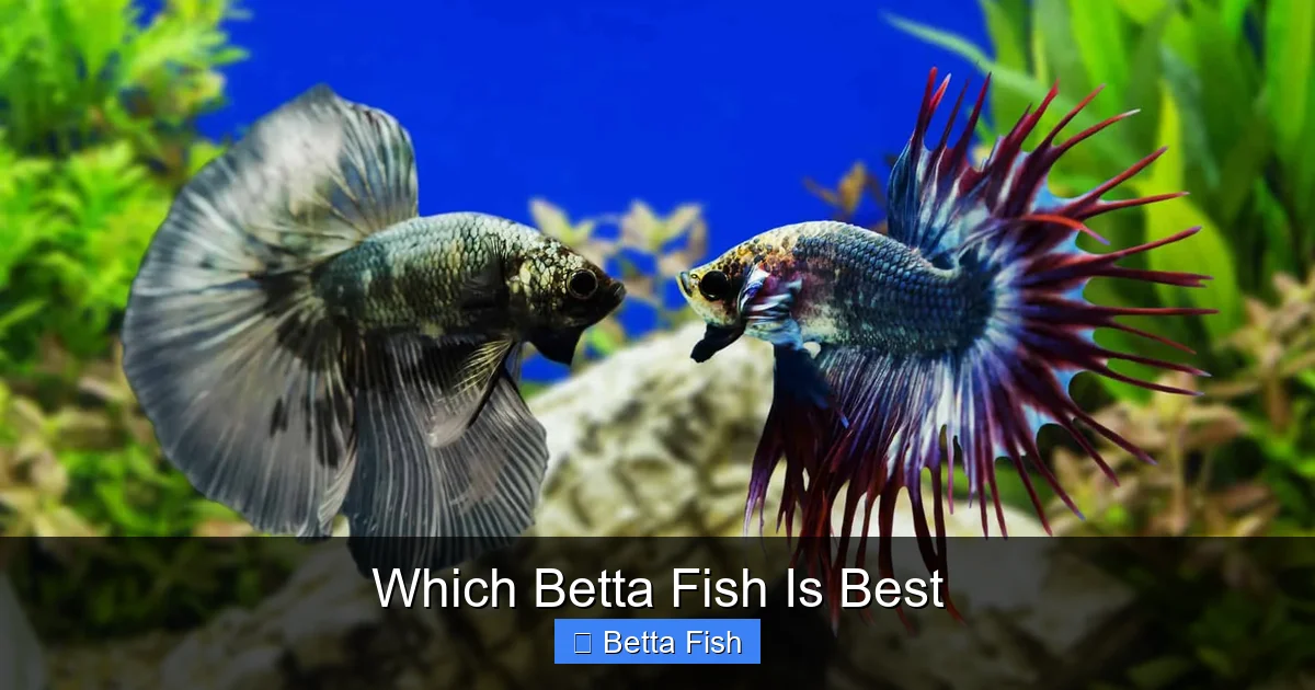 Which Betta Fish Is Best