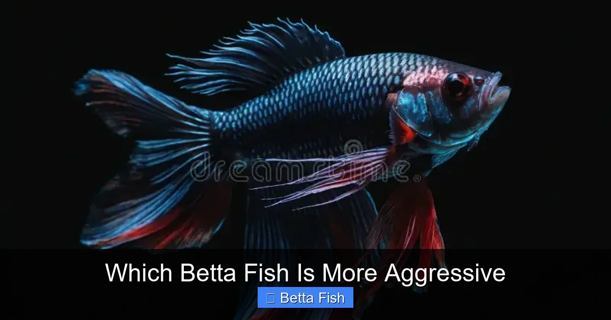 Which Betta Fish Is More Aggressive