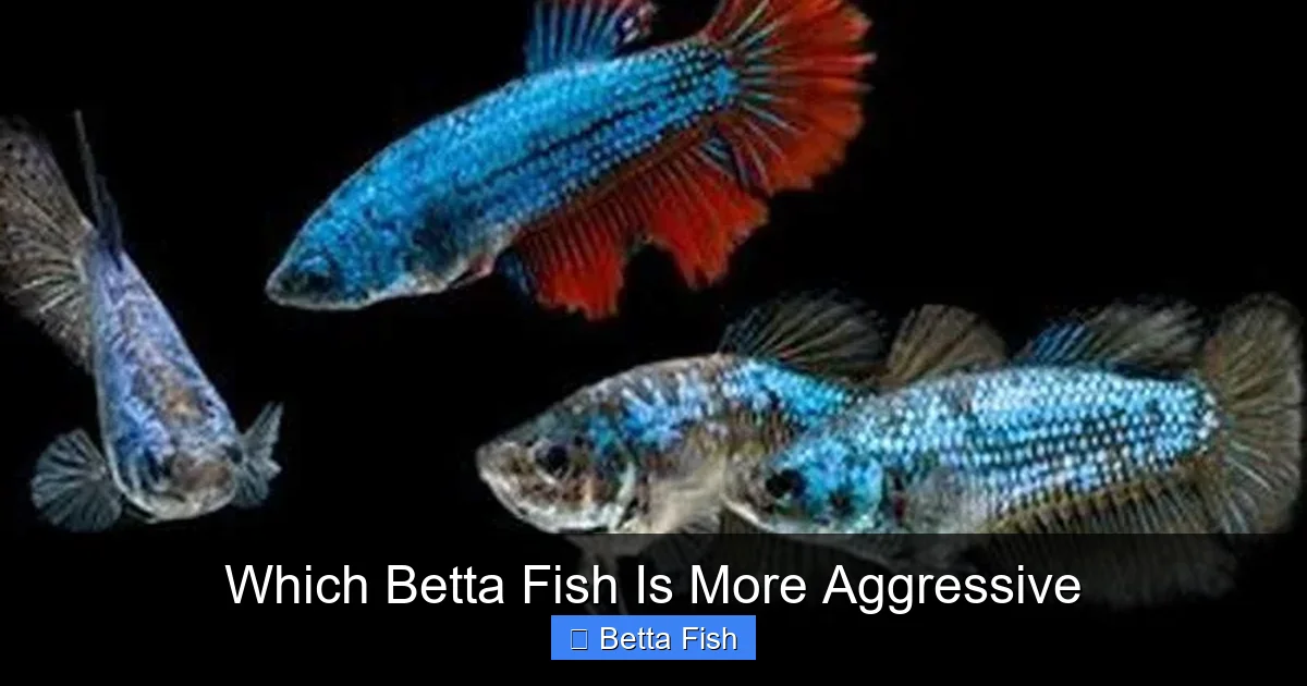 Which Betta Fish Is More Aggressive