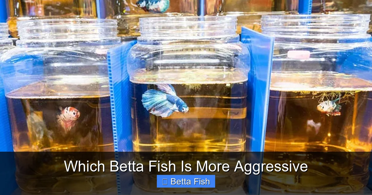Which Betta Fish Is More Aggressive