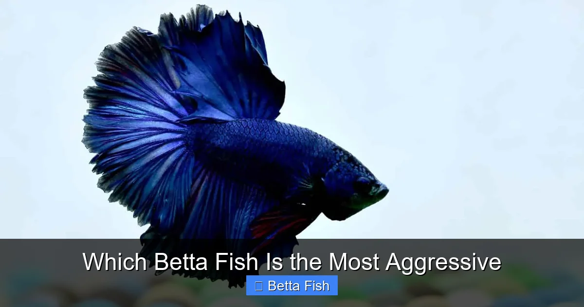 Which Betta Fish Is the Most Aggressive