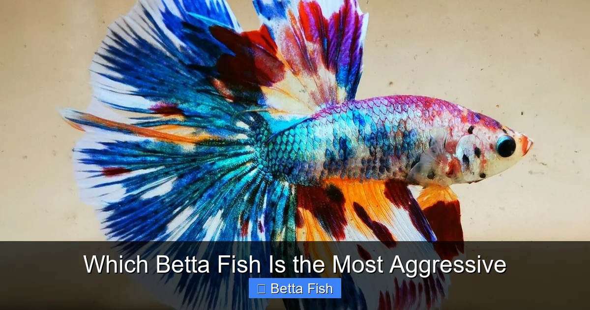 Which Betta Fish Is the Most Aggressive