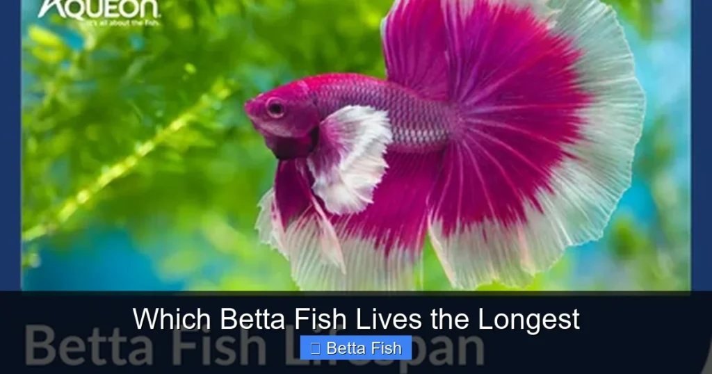 Which Betta Fish Lives the Longest