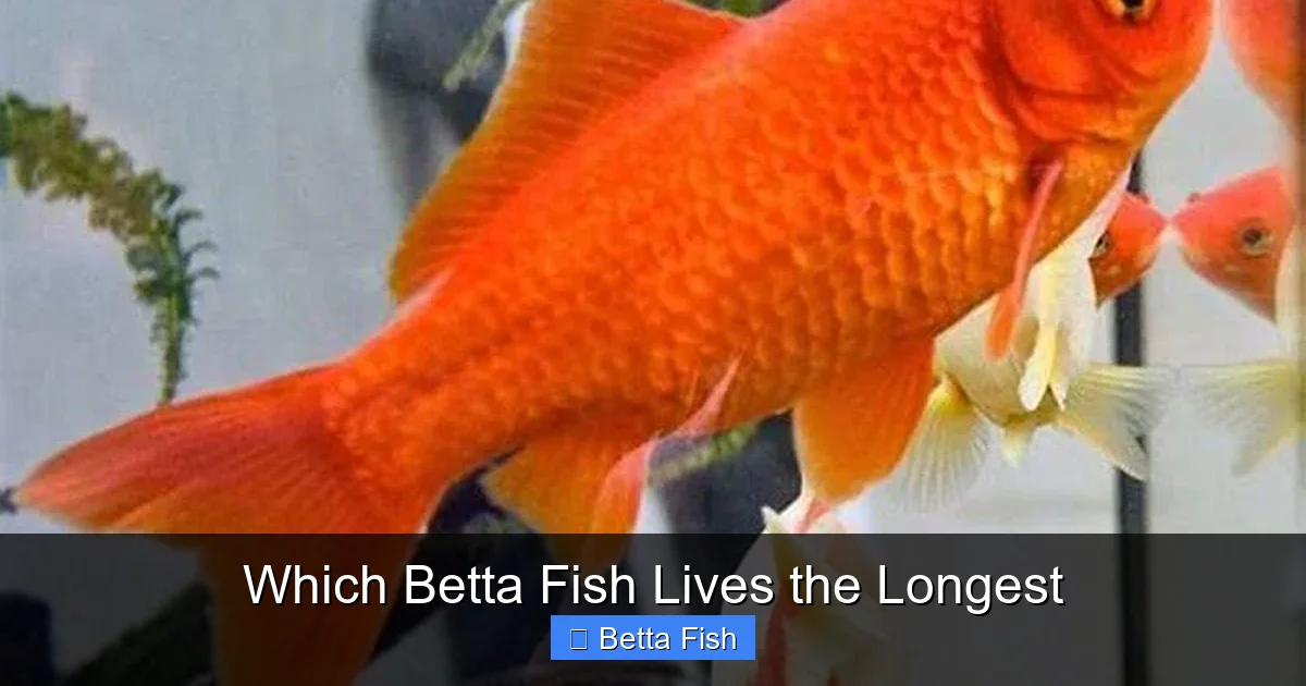 Which Betta Fish Lives the Longest