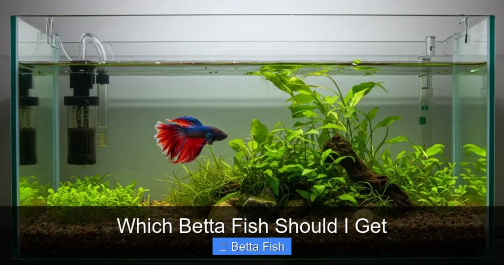 Which Betta Fish Should I Get