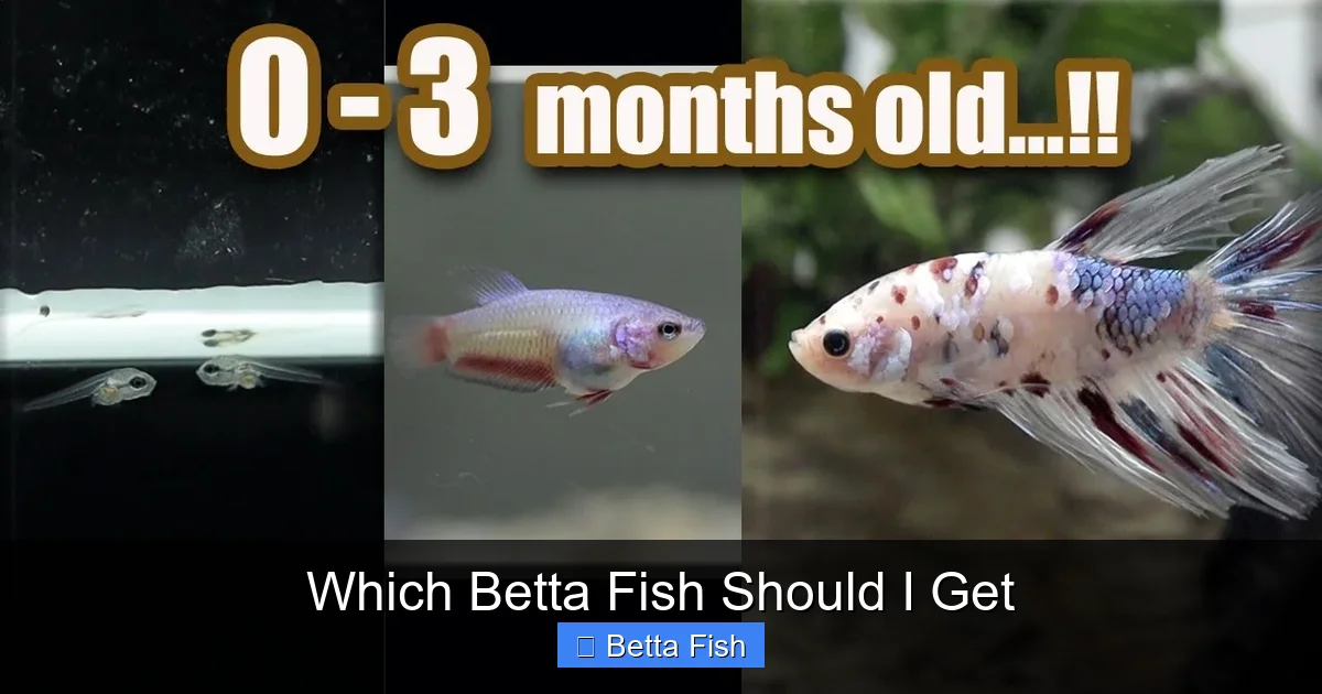 Which Betta Fish Should I Get