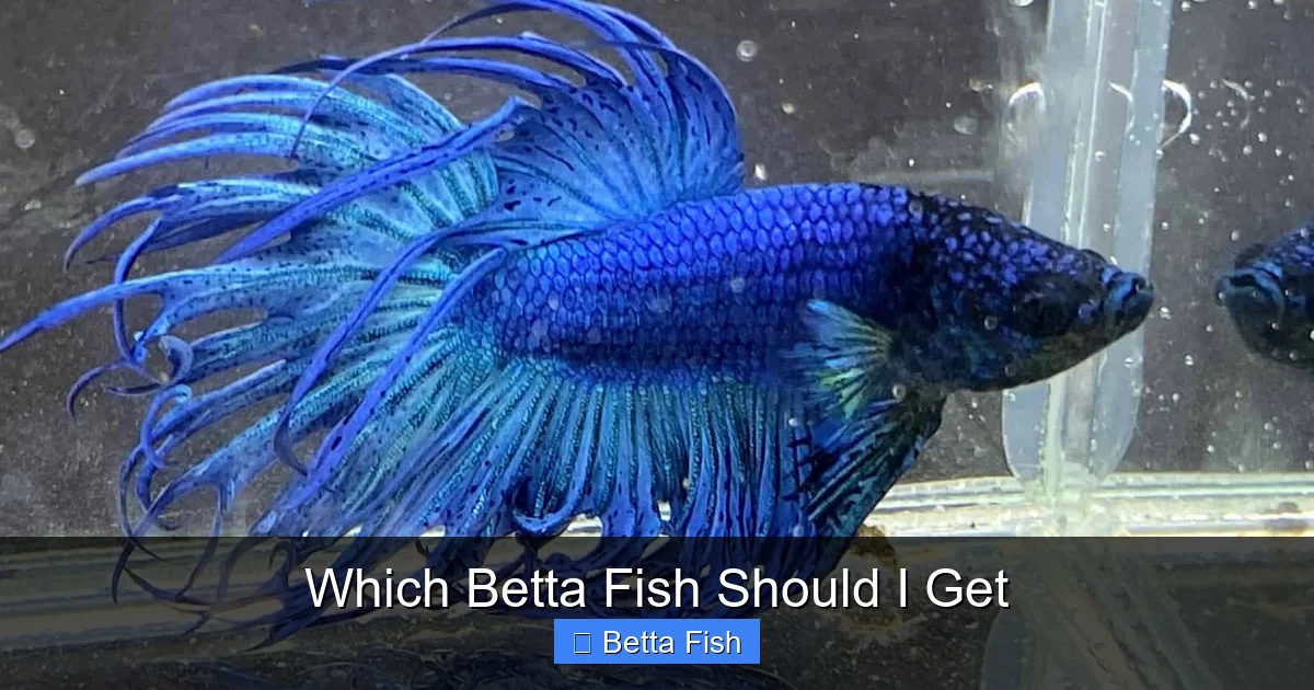 Which Betta Fish Should I Get