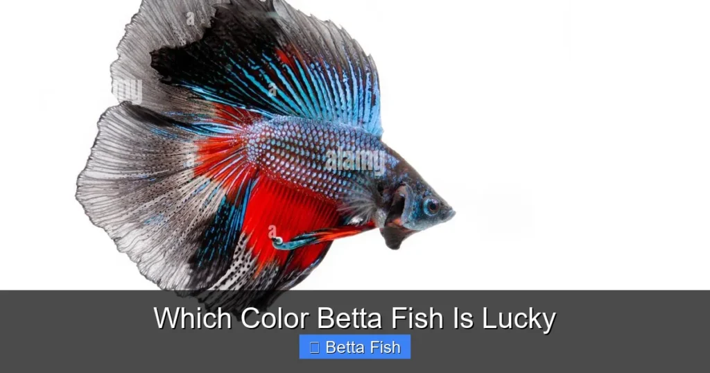 Which Color Betta Fish Is Lucky