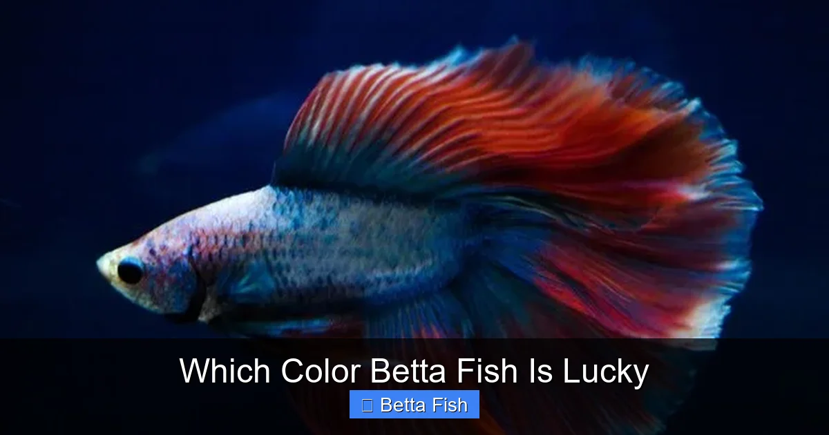 Which Color Betta Fish Is Lucky