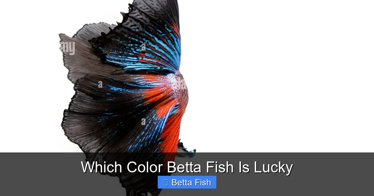 Which Color Betta Fish Is Lucky