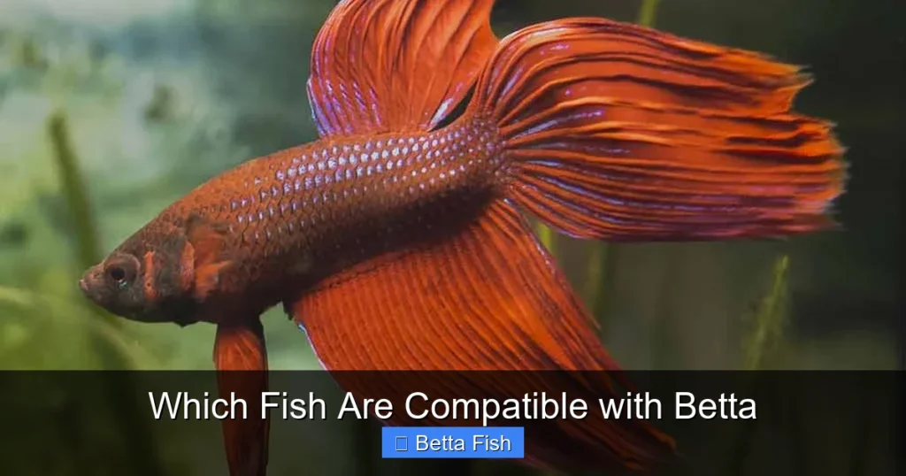 Which Fish Are Compatible with Betta