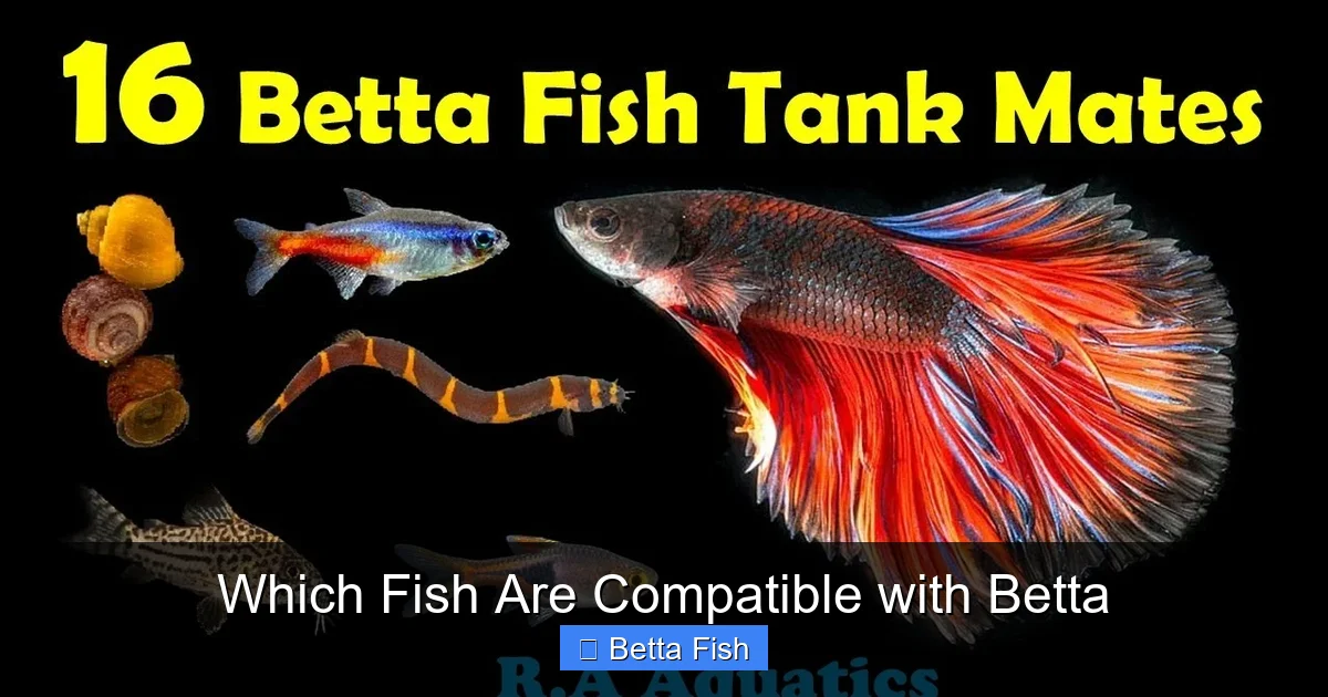 Which Fish Are Compatible with Betta