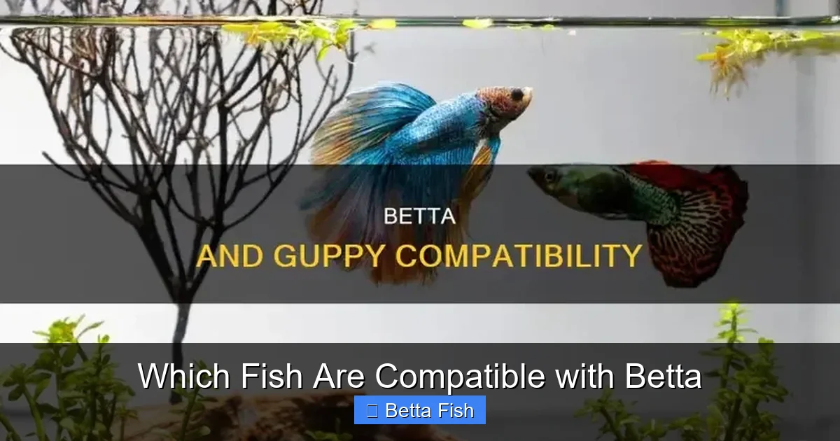 Which Fish Are Compatible with Betta