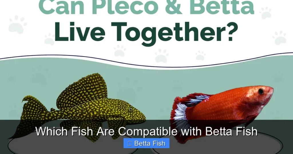 Which Fish Are Compatible with Betta Fish