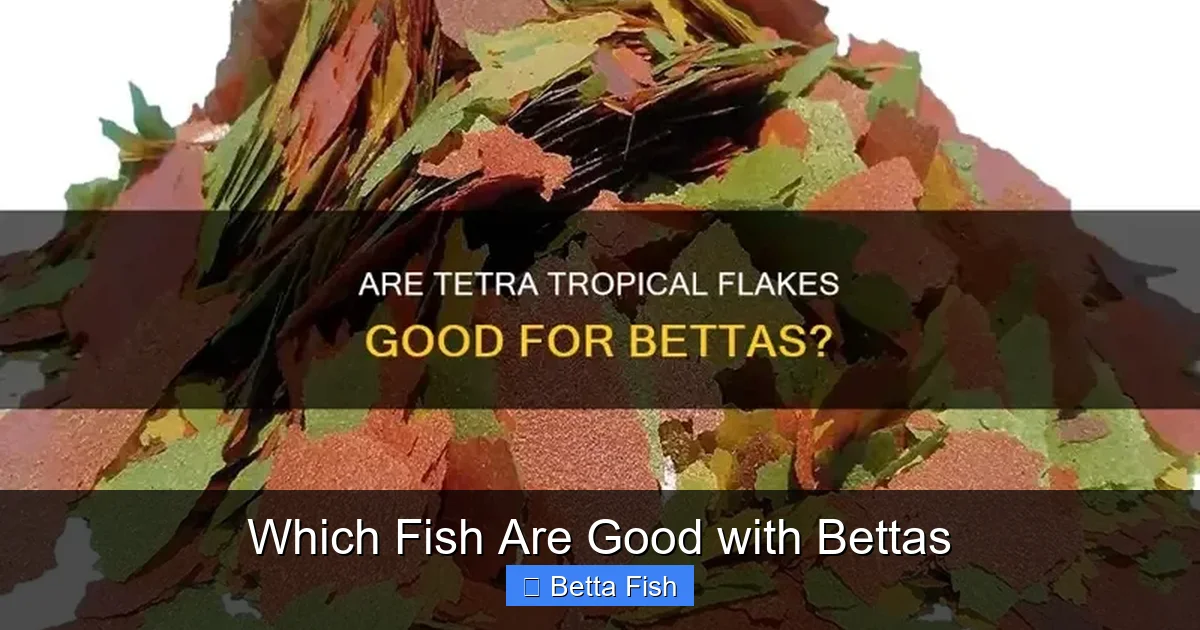 Which Fish Are Good with Bettas