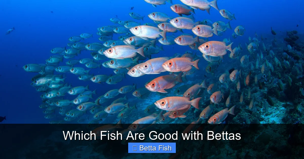 Which Fish Are Good with Bettas