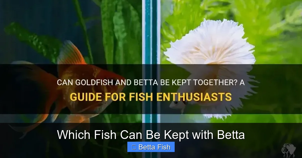 Which Fish Can Be Kept with Betta