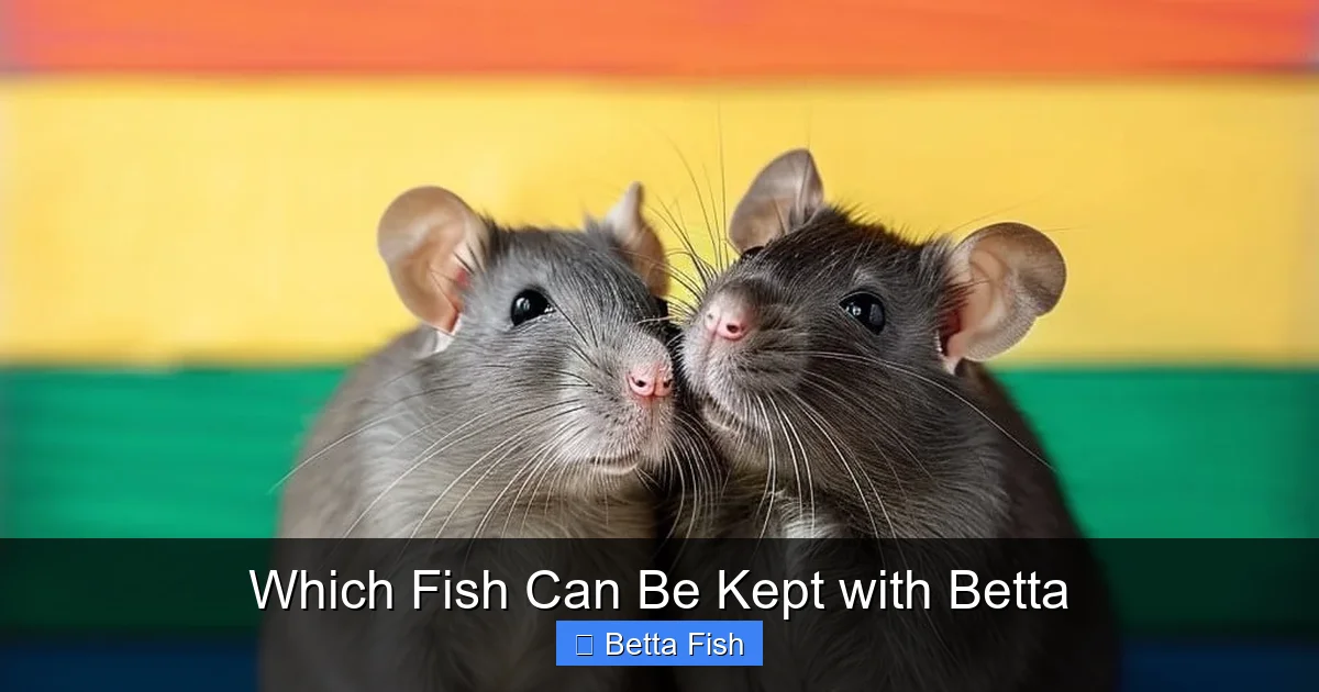 Which Fish Can Be Kept with Betta