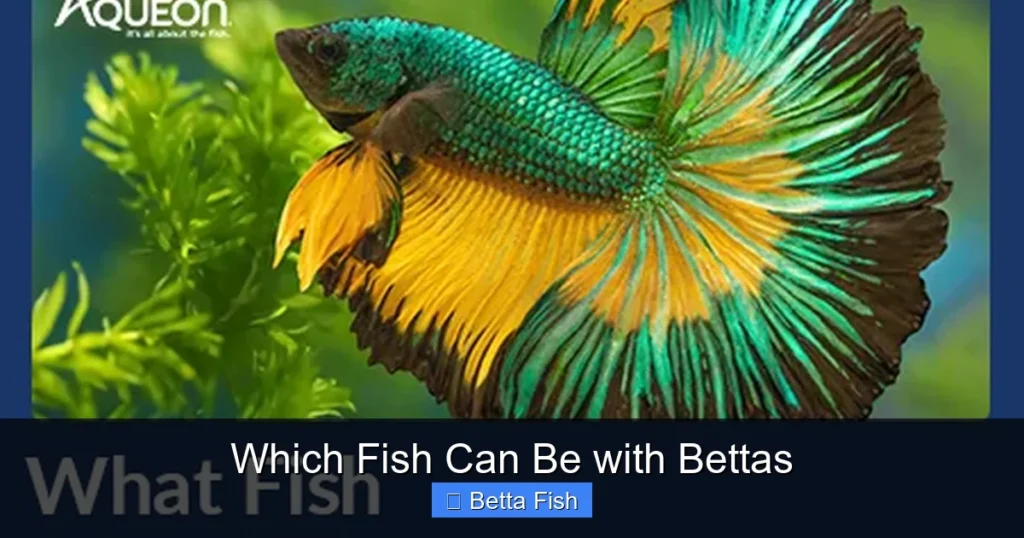 Which Fish Can Be with Bettas