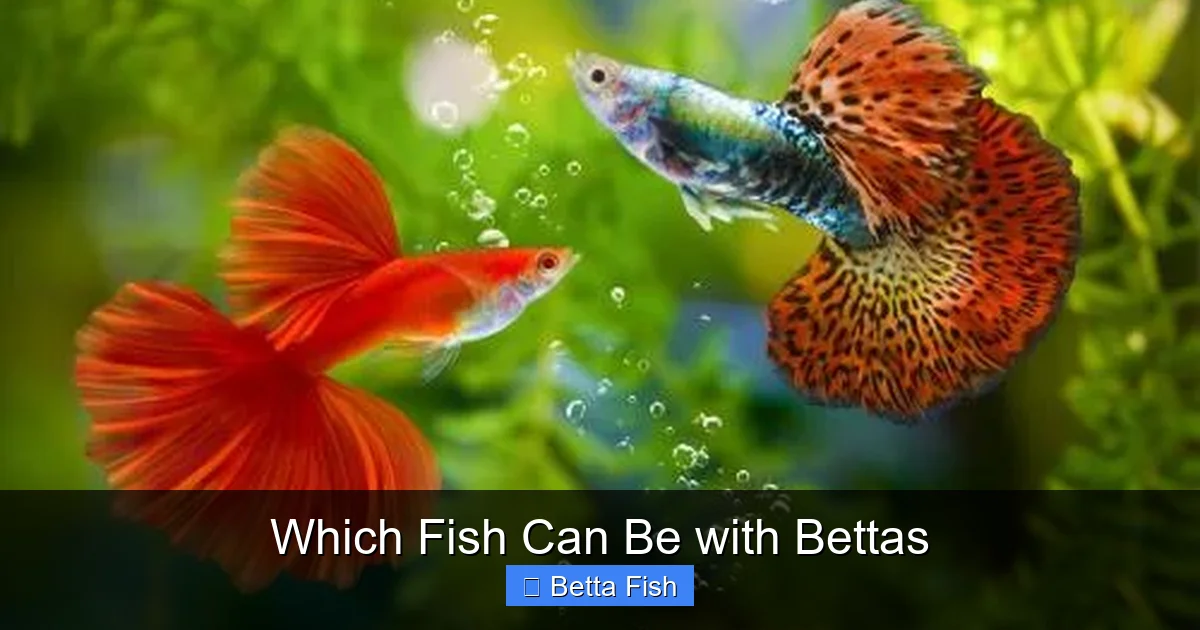 Which Fish Can Be with Bettas
