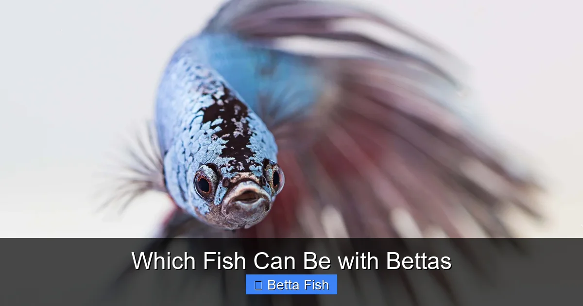 Which Fish Can Be with Bettas