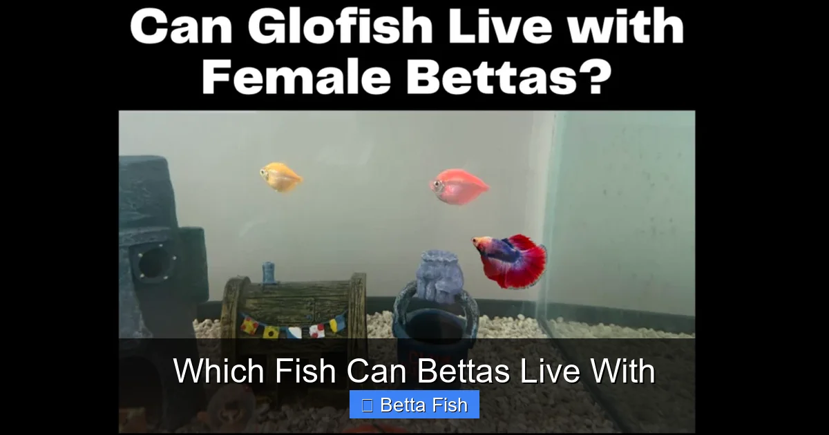 Which Fish Can Bettas Live With