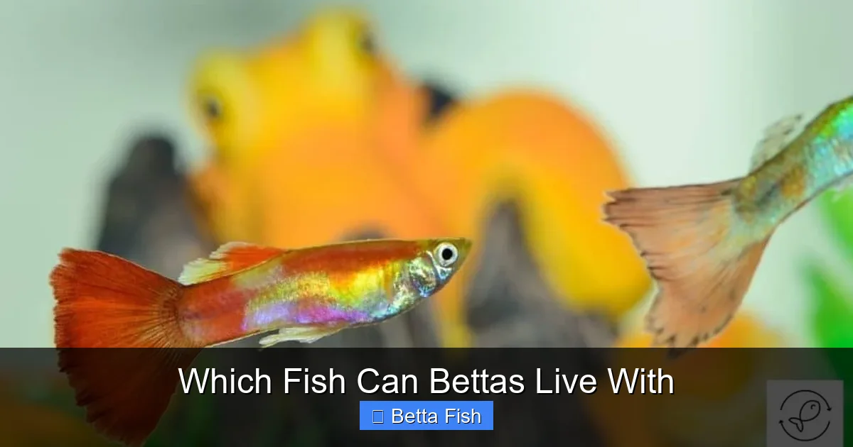 Which Fish Can Bettas Live With