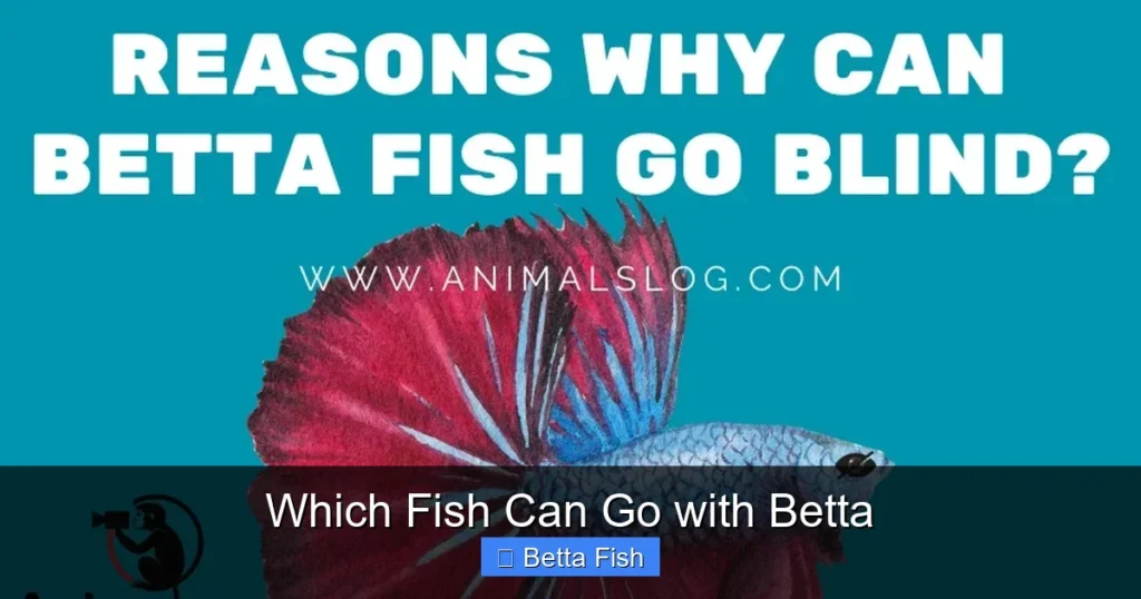 Which Fish Can Go with Betta